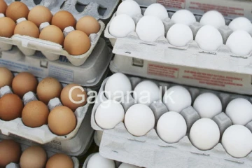 බිත්තරයක මිල පහලට.? - දේශීය බිත්තරයක මිල වෙනස් වුණේ මෙහෙමයි.