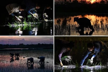 விவசாயிகளுக்கு மகிழ்ச்சி தகவல்: அறிமுகமாகும் புதிய தொழில்நுட்பம்