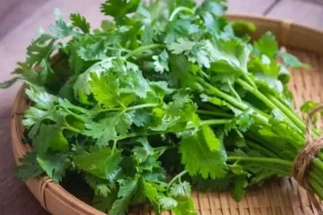 தினமும் ஒரு கைப்பிடி பச்சை கொத்தமல்லி சாப்பிடுங்க... இந்த பிரச்சினைலாம் சரியாயிடும்