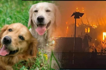 நள்ளிரவில் திடீரென பற்றி எறிந்த வீடு - உயிரை காப்பாற்றிய நாய்!