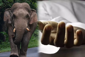 மட்டக்களப்பில் காட்டுயானை தாக்கி குடும்பஸ்தர் உயிரிழப்பு