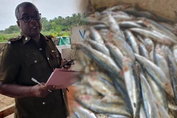 மட்டக்களப்பில் பறிமுதல் செய்யப்பட்ட விற்பனைக்கு தகுதியற்ற மீன்கள் (Photos)