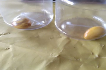 கஜமுத்துக்களுடன் முல்லைத்தீவில் ஒருவர் கைது