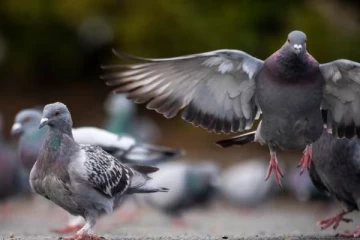 கனேடிய மாகாணமொன்றில் முதுகில் சிறிய பையுடன் சிறைச்சாலைக்குள் பறந்துவந்த புறா: பைக்குள் என்ன இருந்தது தெரியுமா?