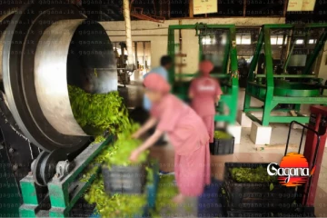 හද කම්පා කරවන මරණයක් - තේ දළු ඇඹරුම් යන්ත්‍රයට හසුව කම්කරුවෙක් ජීවිතක්ෂයට