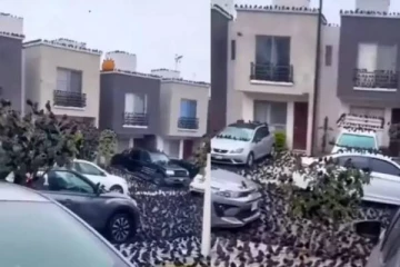 ஜப்பானின் தீவை சூழ்ந்த ஆயிரக்கணக்கான காகங்கள்? வைரலாகும் வீடியோவால் பரபரப்பு