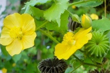 மூல நோய்களை விரட்டியடிக்கும் அற்புத கீரை... ஆனால் இப்படியொரு கண்டிஷனா?