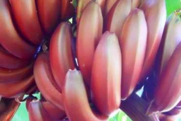 நீரிழிவு நோயாளிகள் வாழைப்பழம் சாப்பிடலாமா? | Can Diabetics Eat Bananas