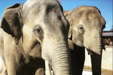 අලි අඬන්නේ ඇයි? ඔවුන්ටත් හැඟීම් දැනීම් තිබෙනවද?