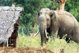 அம்பாறையில் மனித–யானை மோதலைக் கட்டுப்படுத்த விசேட நடவடிக்கை