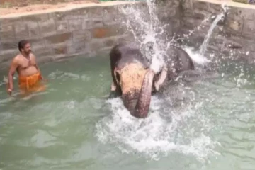 என்ஜாய் என்சாமி அகிலா! நடைபயிற்சி, ஸ்விமிங் என லாக்டவுனை சுகமாக அனுபவித்து வரும் கோயில் யானை!