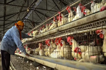 ஜப்பானில் அதிகரிக்கும் பறவைக்காய்ச்சல்; அச்சத்தில் மக்கள்