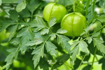 பிரசவம் முதல் அனைத்திற்கும் மருந்தாகும் முடக்கத்தான்