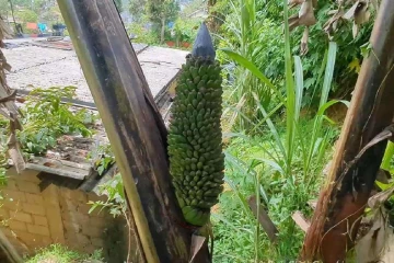 ලංකාවම පුදුම කරමින් අමුතු කෙසෙල් කැනක් මතුවෙයි