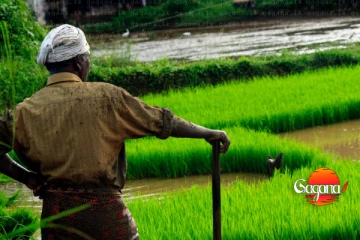 ගොවීන්ට අසුබ ආරංචියක් - විශාල පාඩුවක් හේතුව මෙන්න