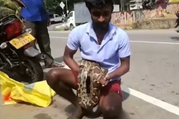 අධි බලැති විදුලි රැහැනක සිරවී සිටි පිඹුරෙක් බේරාගත් බිහිසුණු මෙහෙයුම මෙන්න.. වීඩියෝ සහිතයි.. (VIDEO)
