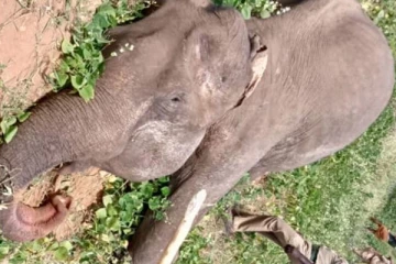 11 உயிர்களை காவு வாங்கிய ஒரிஜினல் கொம்பன்- மர்மமான முறையில் உயிரிழப்பு