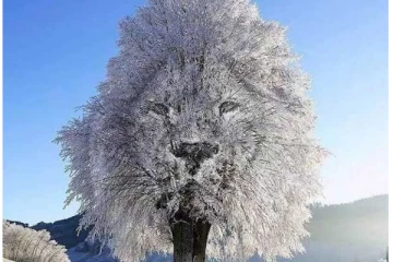 Optical Illusion: முதலில் உங்கள் கண்களுக்கு தெரிவது சிங்கமா? உறைந்து போன மரமா?