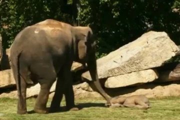 உறக்கத்திலிருந்த குட்டி யானையை எழுப்ப முயற்சித்த தாய் யானை! வைரலாகும் காணொளி