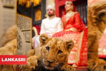 மயக்கமடைந்த சிங்கக் குட்டியை வைத்து திருமண போட்டோஷூட்! சர்ச்சையை கிளப்பிய வைரல் வீடியோ!