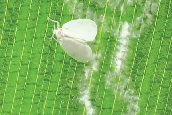 தென்னையை அச்சுறுத்தும் வெள்ளை ஈ - கிடைத்தது தீர்வு | Whitefly Threatens Coconuts Got The Solution