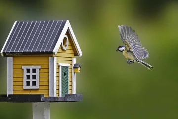 வீட்டிற்கு இந்த பறவை வந்து இருக்கா? அப்போ இனி வீட்டில் பணமழை தான்