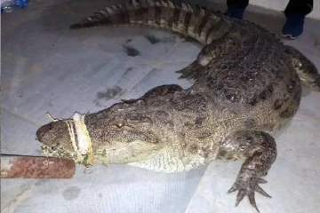 யாழில் உயிருடன் மீட்கப்பட்ட முதலை