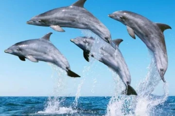 இந்திய ஆறுகளில் வாழும் டால்பின்கள் -ஆய்வில் வெளியான தகவல்!