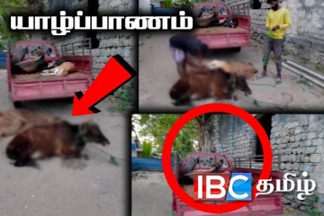 யாழில் சட்டவிரோதமாக மாடு கடத்தல் : அதிரடியாக கைது செய்யப்பட்ட ஐவர்