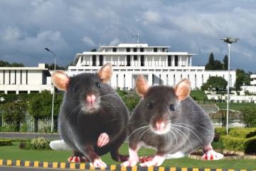 நாடாளுமன்றத்தில் எலிகள் தொல்லை., பூனைகள் வாங்க ரூ.1.2 மில்லியன் பட்ஜெட் ஒதுக்கிய நாடு!