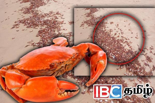 கடற்கரையில் கரையொதுங்கிய பெருமளவு சிவப்பு நண்டுகள்