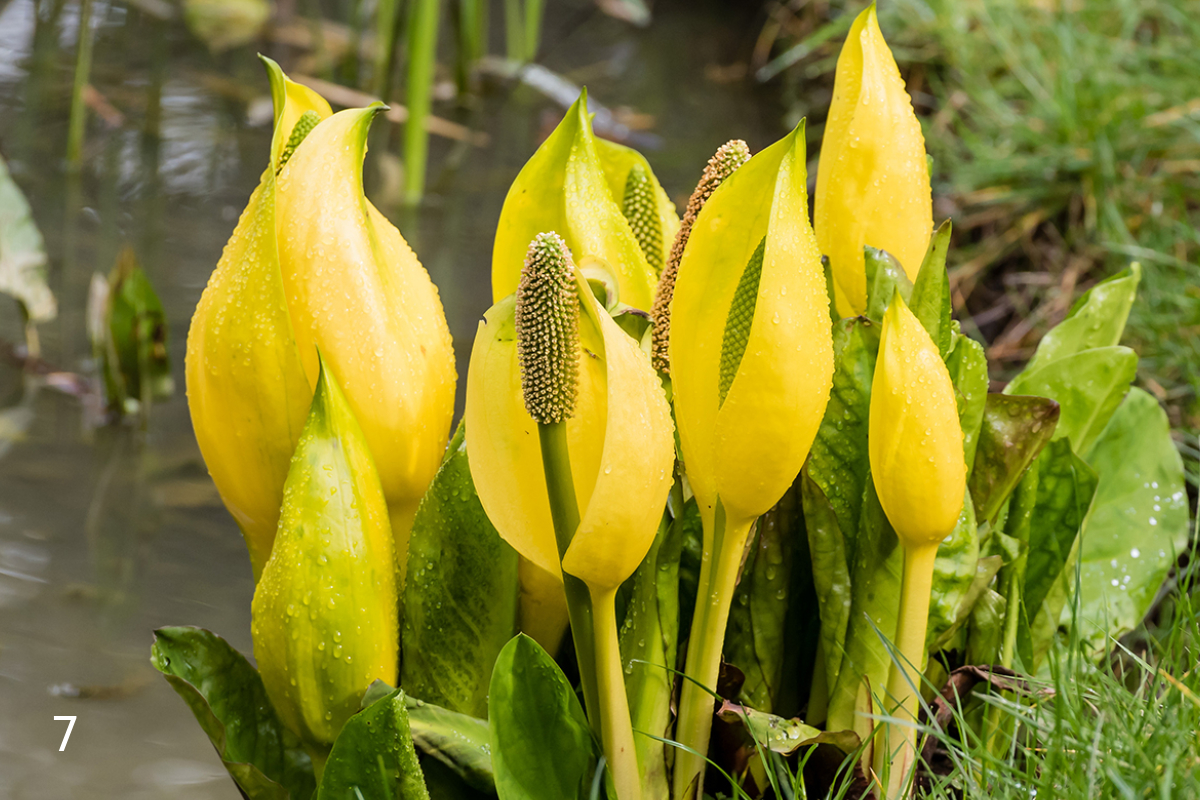 UK banned plants list, Japanese knotweed UK ban, Giant hogweed danger UK, Himalayan balsam invasive, Water hyacinth UK restriction, Parrot’s feather pond ban, Skunk cabbage UK gardens, Invasive plants UK law #UKGardenBan #InvasivePlants #JapaneseKnotweed #GiantHogweed #WaterHyacinth #ParrotsFeather #SkunkCabbage #EcoAlert #GardenSafety