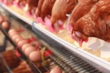 රටේ ආර්ථික අර්බුද මැද කුකුළු කර්මාන්තයත් අවදානමක - කුකුළු මස් සහ බිත්තර හිඟ වෙයි ද.. නැත්තම් තවත් මිල ඉහළ යයි ද..?