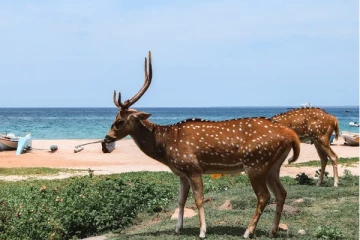 இரு நாட்களில் திடீரென உயிரிழந்த 15 மான்கள்!