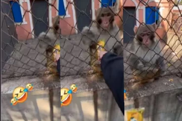 குரங்குடன் பிஸ்கட் கேட்டு சண்டையிடும் நபர்! முடிஞ்சா சிரிக்காம பாருங்க