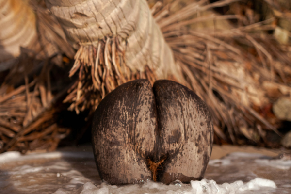 தங்கத்தை விட விலையுயர்ந்த தேங்காய் - இதனால் என்ன பயன், ஏன் இவ்வளவு விலை? | The Most Expensive Coconut In The World Price