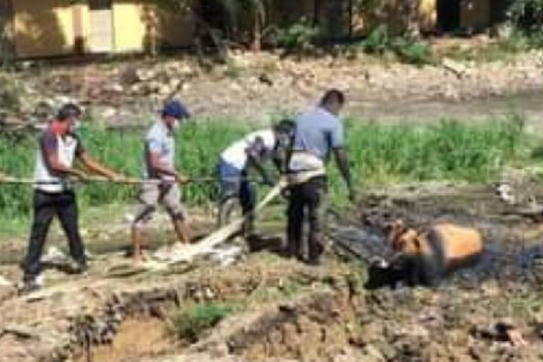 யாழில் ஆபத்தான குளத்தில் சிக்கிய பசு: கடும் முயற்சிக்கு பிறகு மீட்கப்பட்ட பசு! | Cow Trapped In Pond In Jaffna Rescued After யாழில் ஆபத்தான குளத்தில் சிக்கிய பசு: கடும் முயற்சிக்கு பிறகு மீட்கப்பட்ட பசு! | Cow Trapped In Pond In Jaffna Rescued After