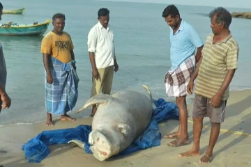இறந்த நிலையில் கரையொதுங்கிய 1500 கிலோ கடல்வாழ் உயிரினம்!(Photos)