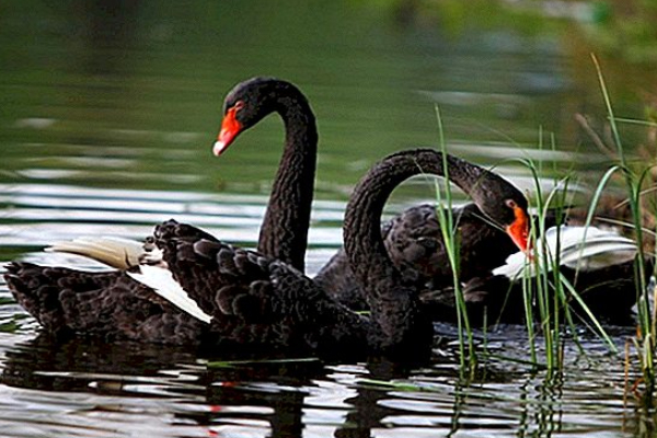 86 ஆண்டு கால வரலாற்றில் முதல்முறையாக தெஹிவளை மிருகக்காட்சிசாலையில் - ஐபிசி தமிழ்