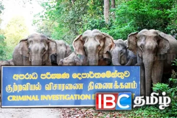 சந்தேகத்திற்கிடமான யானை மரணங்கள்: சிஐடி விசாரணைக்கு அமைச்சர் அழைப்பு