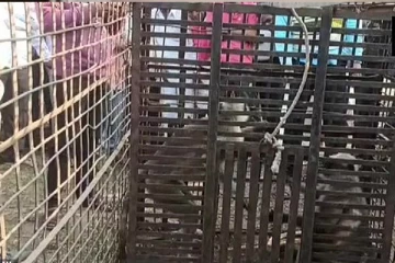 250 நாய்களை கட்டிடத்தின் உச்சிக்குத் தூக்கிச் சென்று வீசியெறிந்து கொன்ற குரங்குகள்... வனத்துறை எடுத்துள்ள நடவடிக்கை