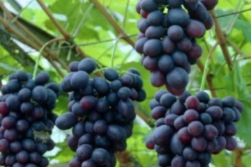 මිදි මිලෙහි සිදු වූ වෙනස..