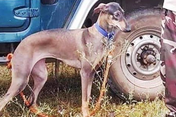 ஆட்கொல்லி புலி சுட்டுக்கொல்லப்படாது - வனத்துறை தகவல் | Human Kill Tiger Not Murder Forest Officers Byte