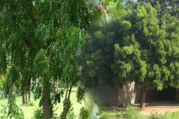 பார்த்தாலே பயன் தரும் வேப்ப மரம்... அனைத்து நோய்களுக்கும் தீர்வு கொடுக்குமா?