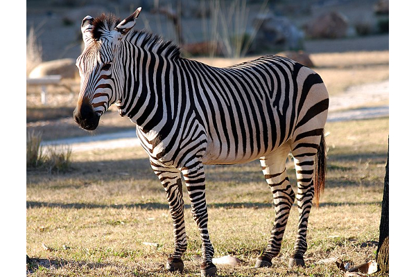 உரிமையாளரின் கையைக் கடித்த வரிக்குதிரைக்கு நேர்ந்த நிலை! | What Happened Zebra That Bit Owner Hand America