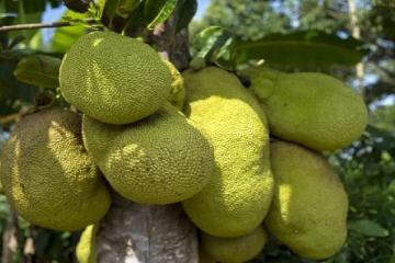 ඔබ කොස් කනවාද..? කොස්වල ප්‍රතිලාභ ඔබ දන්නවාද..?