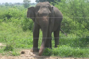 சட்டவிரோத முறையில் அமைக்கப்பட்ட மின் வேலிகள் - 50 யானைகள் பலி!