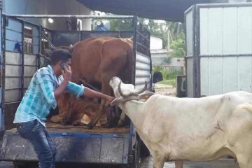 திருட்டு மாடுகளுடன் சிக்கிய இராஜாங்க அமைச்சரின் இணைப்பு செயலாளர்!