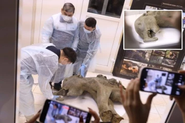 50,000 ஆண்டுகளுக்கு முந்தைய மாமத் குட்டியின் உடல்: ரஷ்யாவின் யாகுடியாவில் கண்டுபிடிப்பு