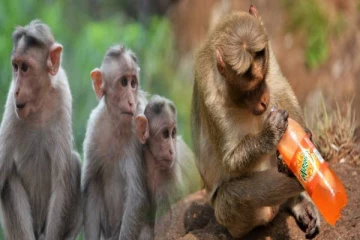 கடைகளில் குரங்குகளின் அட்டகாசம் ; கடும் நெருக்கடியில் மக்கள்